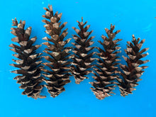 Load image into Gallery viewer, Lot x5 Large Pinecones [ 3&quot; to 10”] Pinecones Decor Wedding Nature