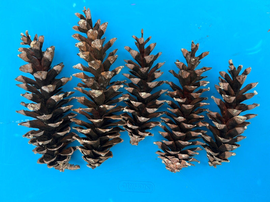 Lot x5 Large Pinecones [ 3