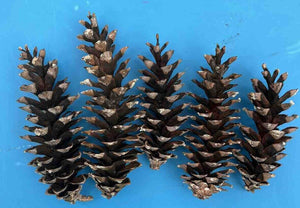 Lot x5 Large Pinecones [ 3" to 10”] Pinecones Decor Wedding Nature