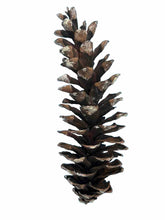 Load image into Gallery viewer, Lot x5 Large Pinecones [ 3&quot; to 10”] Pinecones Decor Wedding Nature